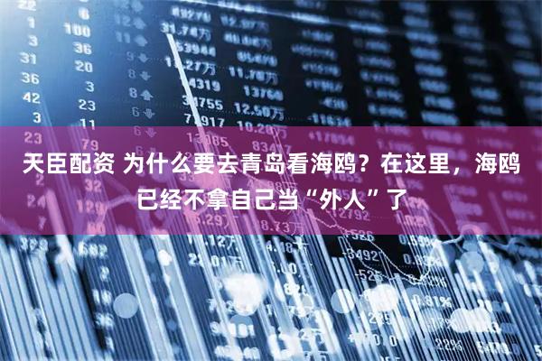 天臣配资 为什么要去青岛看海鸥？在这里，海鸥已经不拿自己当“外人”了