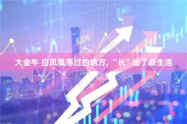 大金牛 白凤凰落过的地方, “长”出了新生活